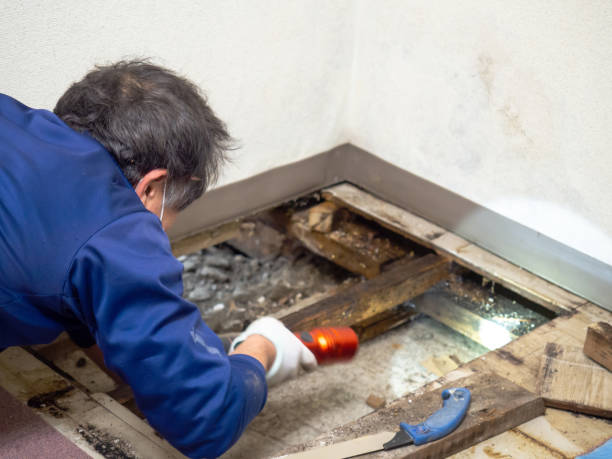 Best White Mold Remediation in Morris Plains, NJ